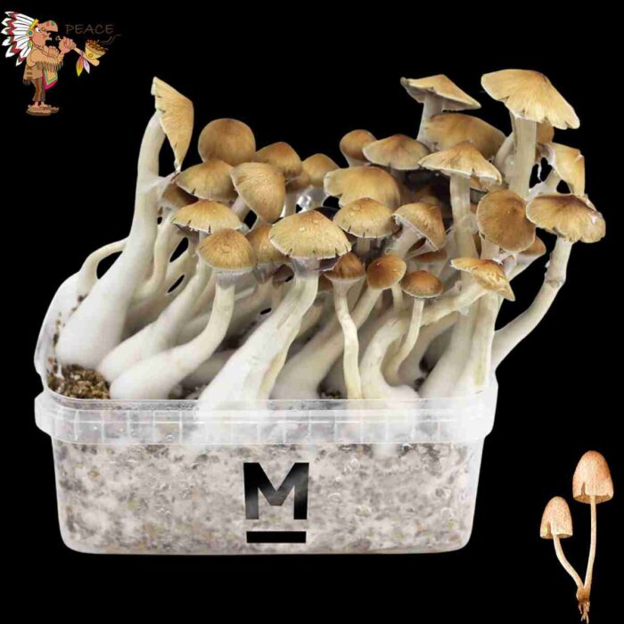 Cambodian Magic Mushroom Growkit