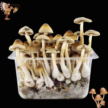 Cambodian Magic Mushroom Growkit