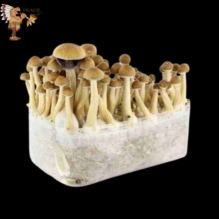 Cambodian Magic Mushroom Growkit