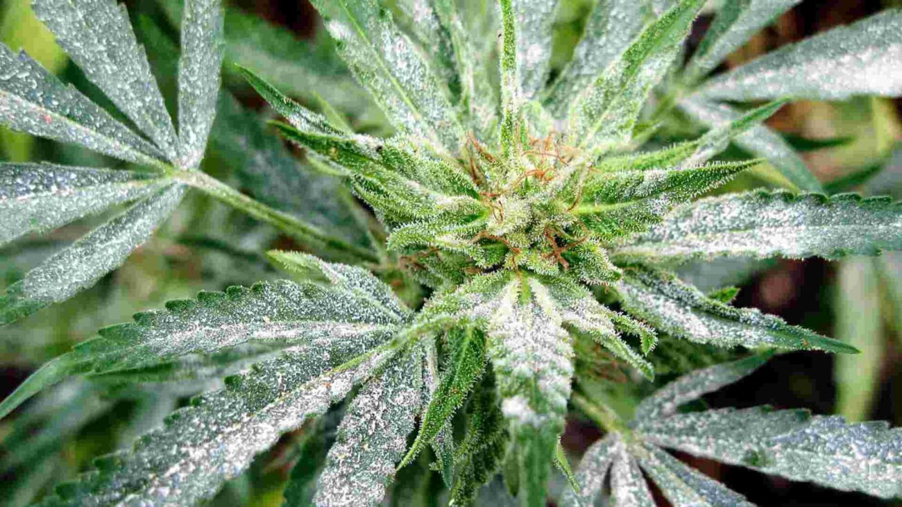 Cannabis Krankentheiten Echter Mehltau