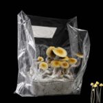 Mexican Zauberpilze Growkit