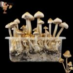 Mazatapec Magic Mushroom Growkit