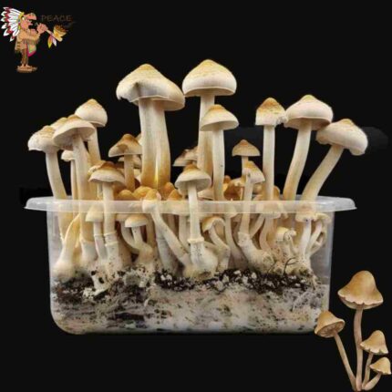 Mazatapec Magic Mushroom Growkit