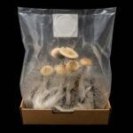 Mexican Mushroom Growkit