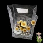 Mexican Mushroom Growkit