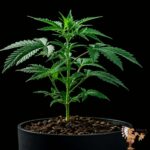 Platinum Cake Hanfstecklinge