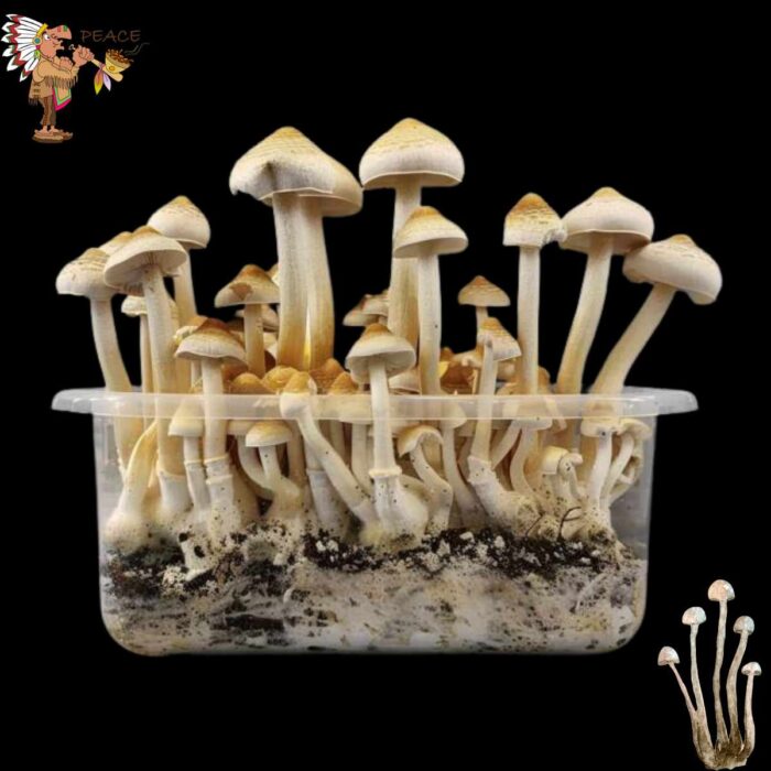 Treasure Coast Magic Mushroom Growkit