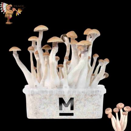Treasure Coast Magic Mushroom Growkit