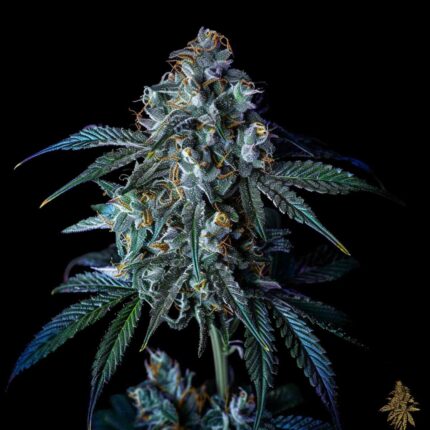 Blue Zushi Cannabis Stecklinge