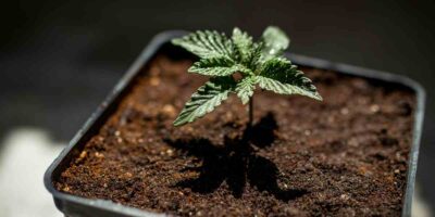 Erde für Cannabispflanzen