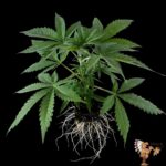 Do Si Dos Autoflowering | Cannabis Sämlinge
