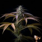 Do Si Dos Autoflowering