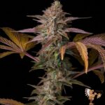 Do Si Dos Autoflowering