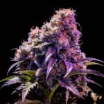 Do Si Dos Autoflowering | Cannabis Sämlinge