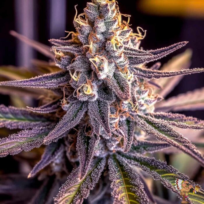 Dantes Inferno #8 Cannabis Strain