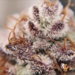 Dantes Inferno #8 Strains – Premium Stecklinge