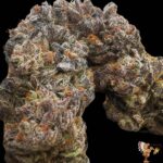 Humboldt Seeds Florida Gaspack