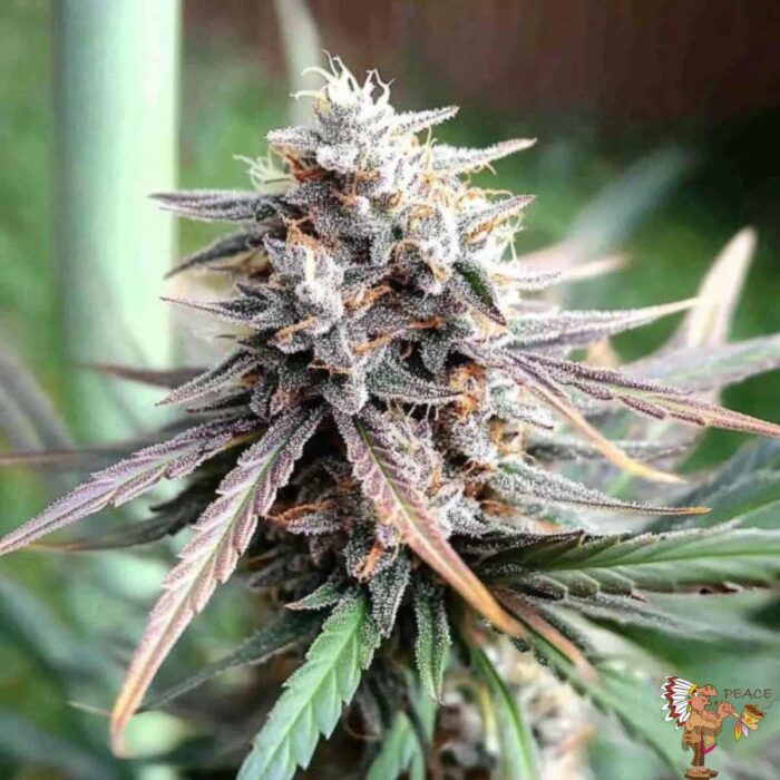 Ice Cream Cake Fast Flowering | Humboldt Seeds