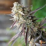 Ice Cream Cake Fast Flowering | Humboldt Seeds