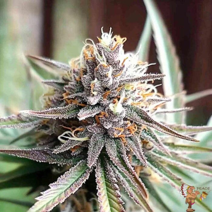 Ice Cream Cake Fast Flowering | Humboldt Seeds