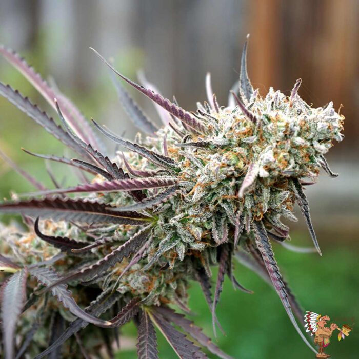 Ice Cream Cake Fast Flowering | Humboldt Seeds