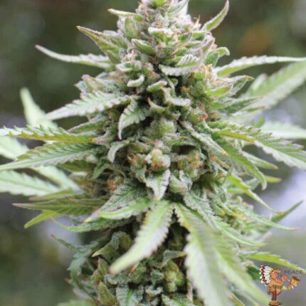 Lemon Citron | Humboldt Seeds