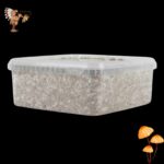 Golden Teacher Magic Mushroom Growkit
