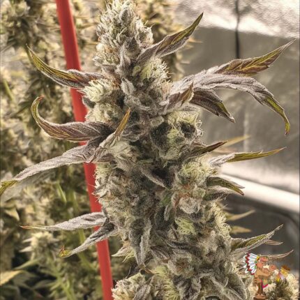 Permanent Chimera #35