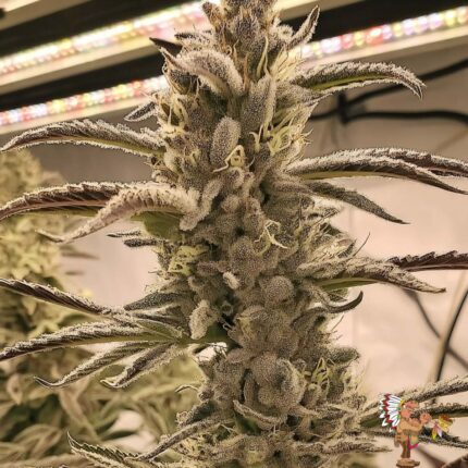 Permanent Chimera # 35