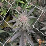 Super Buff Cherry #26