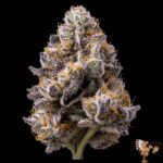 Bananaconda #4 Cannabis Stecklinge