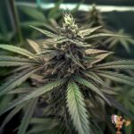 Bananaconda #4 Cannabis Stecklinge