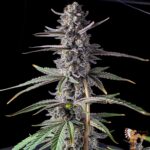 Bananaconda #4 Cannabis Strains