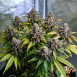 Georgia Pie Cannabis Strain