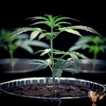 Georgia Pie Cannabis Stecklinge