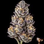 Georgia Pie Cannabis Strain