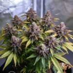 Georgia Pie Cannabis Strain