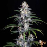 Zkittlez Autoflower Sämlinge