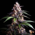 Zkittlez Autoflower
