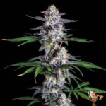 Zkittlez Autoflower Cannabis Sämlinge