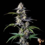 Zkittlez Autoflower Sämlinge