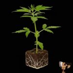 Zkittlez Autoflower Sämlinge