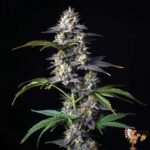 Zkittlez Autoflower Sämlinge