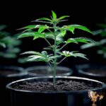 Zkittlez Autoflower Sämlinge