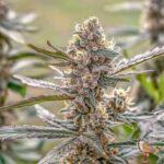 Lemon Cherry Gelato