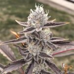 Lemon Cherry Gelato