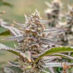 Lemon Cherry Gelato