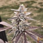 Lemon Cherry Gelato