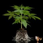 Space Cookies Sämlinge