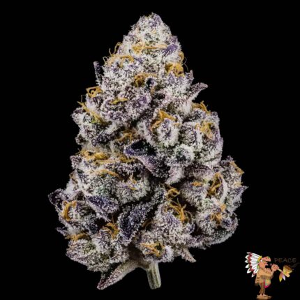 Sherb Cream Pie Strain